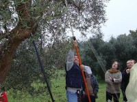 Il corso di potatura degli ulivi 2010 (Foto M. Betti) a Scapezzano