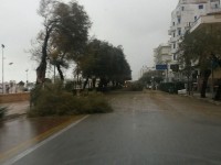 Maltempo a Senigallia: alberi caduti sul lungomare