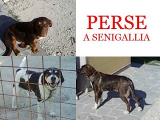 Tre cani persi a Brugnetto di Senigallia