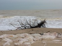 Detriti sulla spiaggia a Senigallia