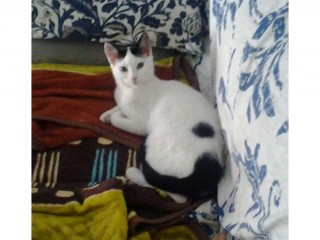 La gattina smarrita: Mina