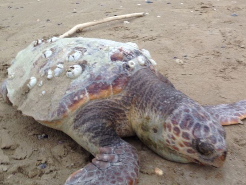 Un esemplare senza vita di tartaruga marina della specie Caretta Caretta rinvenuto a Senigallia