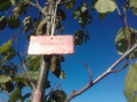 Festa dell'Albero 2013 a Senigallia