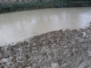 Il fiume Misa tra sabbia e fango per la piena dell'11 novembre 2013