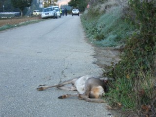 Fauna e incidenti stradali: animali travolti e deceduti sulle strade della provincia