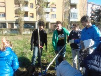 Festa dell'Albero 2013 a Senigallia, la piantumazione