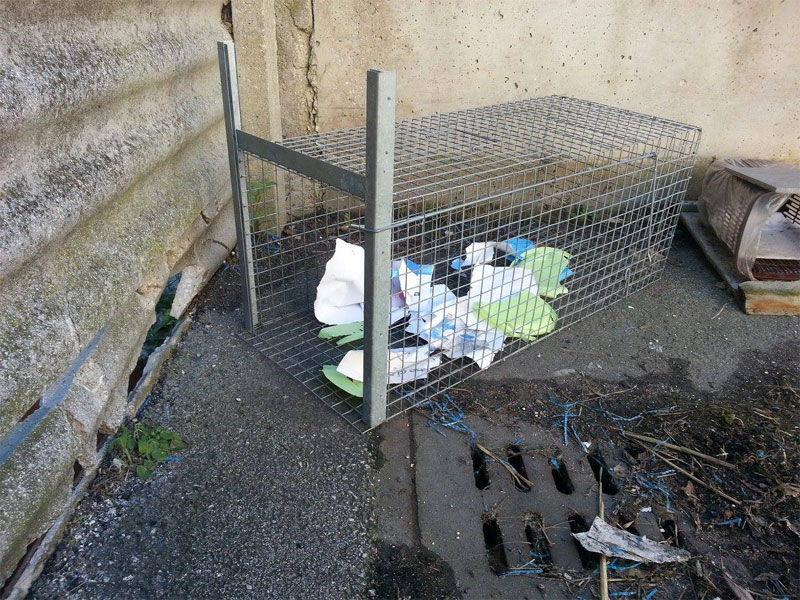 Foto notizia – Una trappola per gatti a Senigallia in zona
