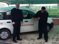 La tartaruga Caretta caretta ritrovata a Montemarciano