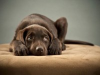 Un cucciolo spaventoso