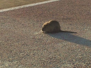 Nutria-1