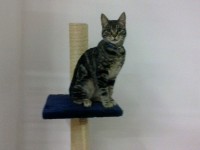 Gatto ritrovato in via Podesti, Senigallia