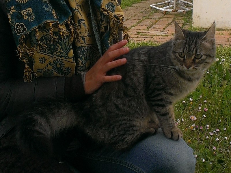 La gatta Minou, smarrita a Senigallia