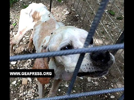 Uno dei cani sequestrati a Chiaravalle, detenuti in pessime condizioni igienico-sanitarie, fonte: Geapress.org