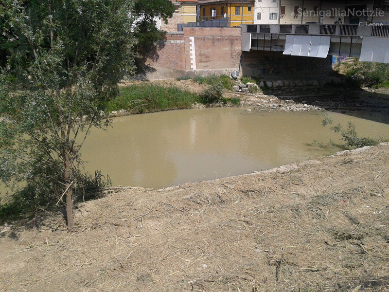 L'intervento di pulizia dell'argine del fiume Misa in zona ponte Portone