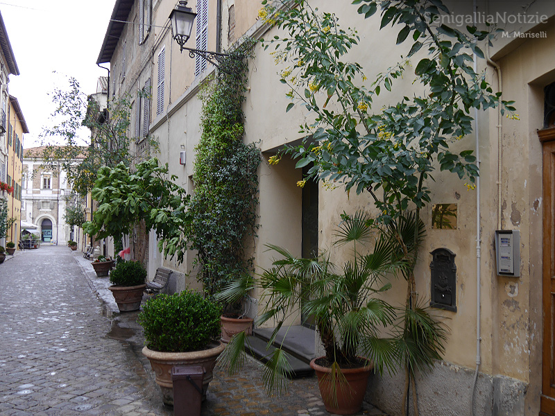 Piante in via Cavour, a Senigallia