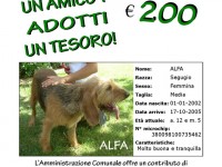 Incentivi a Castelleone di Suasa per adozione cani
