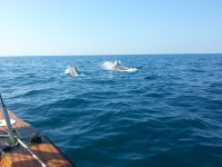 L'incontro con i delfini a largo di Senigallia