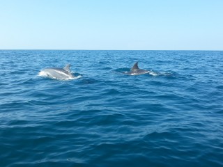 L'incontro con i delfini a largo di Senigallia