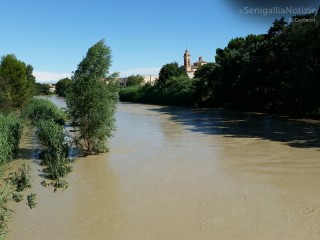 Il giorno dopo il maltempo del 29 luglio: il fiume Misa ancora in piena