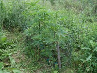 Le piante di marijuana sequestrate a Senigallia