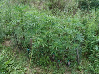 Le piante di marijuana sequestrate a Senigallia