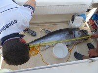 Il tonno sequestrato dagli uomini dell'Ufficio locale marittimo di Senigallia