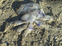 Meduse rinvenute sulla spiaggia di Senigallia