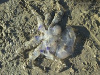 Meduse rinvenute sulla spiaggia di Senigallia
