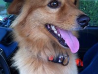 Il cagnolino ritrovato a Roncitelli di Senigallia