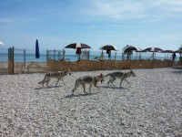 Cani in spiaggia a Senigallia. Foto di Fabiola Falaschi
