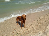 Cani in spiaggia a Senigallia. Foto di Scooby.Doo Beach