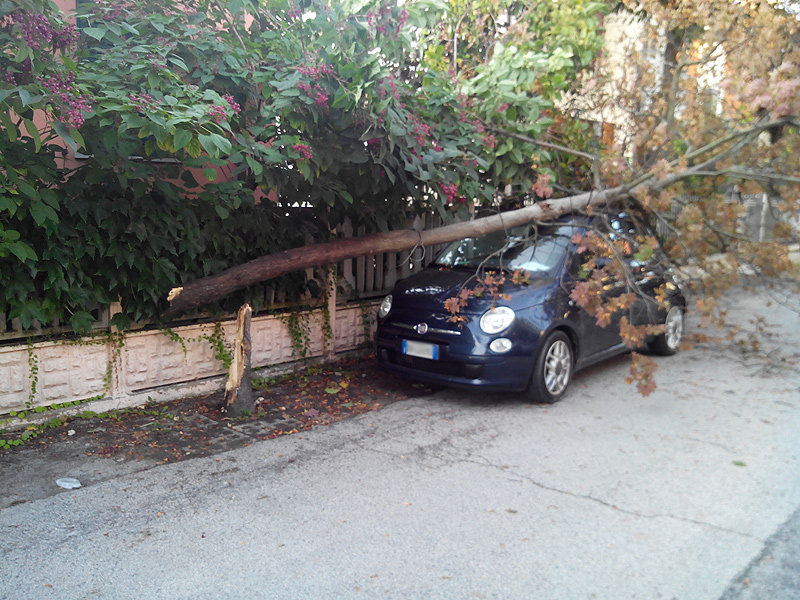 Un albero caduto su un'auto in via Puccini a Senigallia
