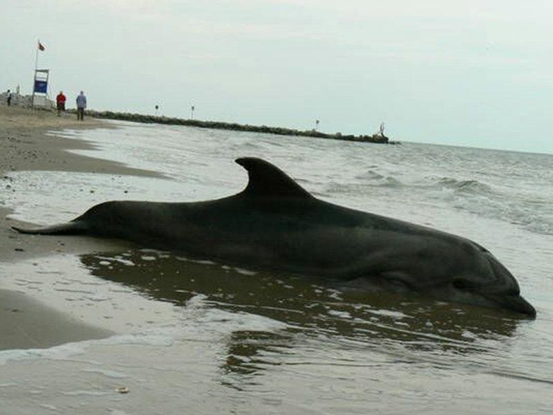 Il delfino spiaggiato a Senigallia il 12 settembre. Foto di Francesco Cini