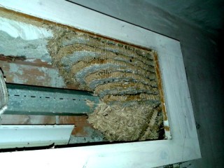 Nido di vespe a Pianello di Ostra