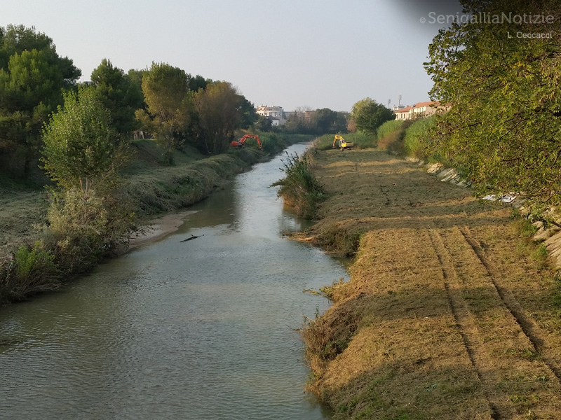 Ruspe al lavoro sul fiume Misa a Senigallia per la manutenzione