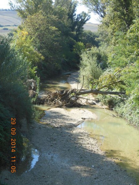 albero fiume Misa