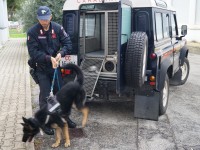 Controlli antidroga dei Carabinieri nelle scuole di Senigallia