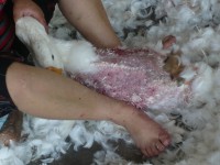 La spiumatura degli animali vivi