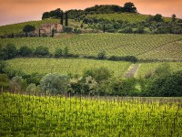 Cantina Mazzola di Senigallia