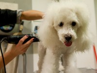 Animalandia pet shop e toelettatura a Senigallia