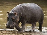 Ippopotamo