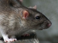 topi, sorci, pentegane