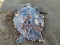 Tartarughe Caretta Caretta morta