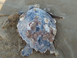 Tartarughe Caretta Caretta morta