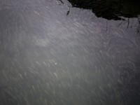 Grosso branco di cefali nel fiume Misa in centro a Senigallia - Foto Lorenzo Berluti