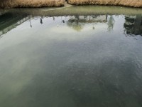 Grosso branco di cefali nel fiume Misa in centro a Senigallia - Foto Lorenzo Berluti