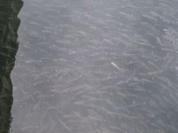 Grosso branco di cefali nel fiume Misa in centro a Senigallia - Foto Lorenzo Berluti