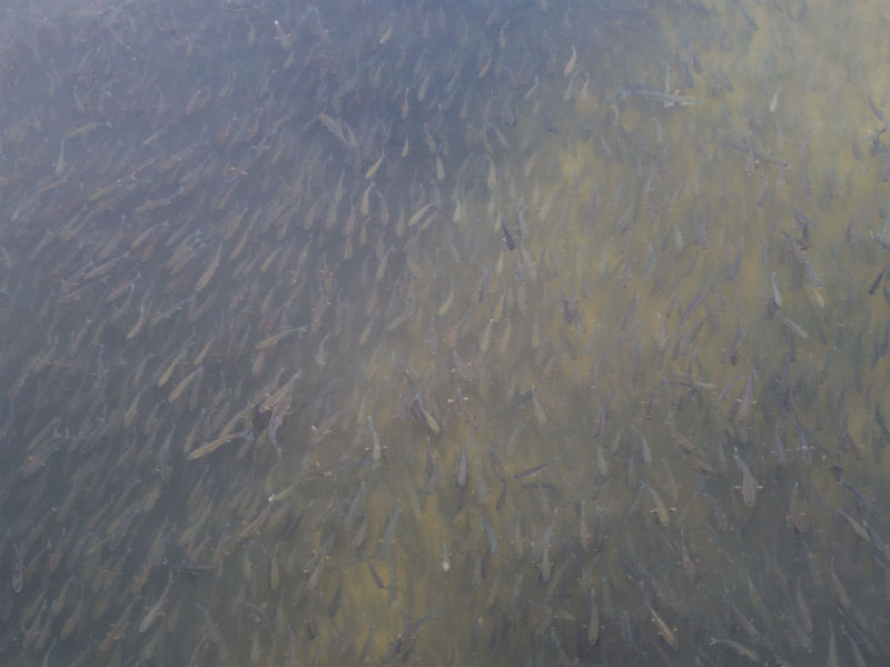 Grosso branco di cefali nel fiume Misa in centro a Senigallia - Foto Lorenzo Berluti