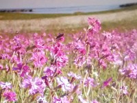 La tutela delle dune e della flora di Senigallia