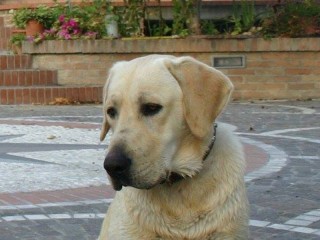Il labrador Vasco, cane smarrito tra Corinaldo e Monterado